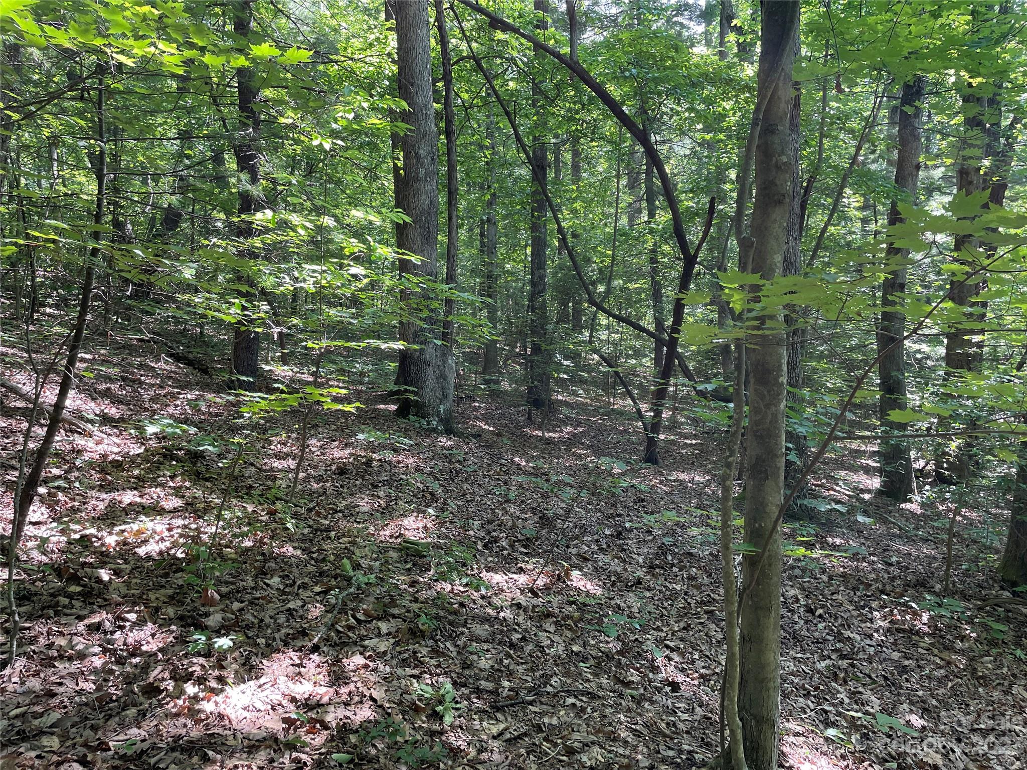 0 Old Mount Olivet Road Zirconia, NC 28790 - Photo 16 of 16 a view of a forest with trees