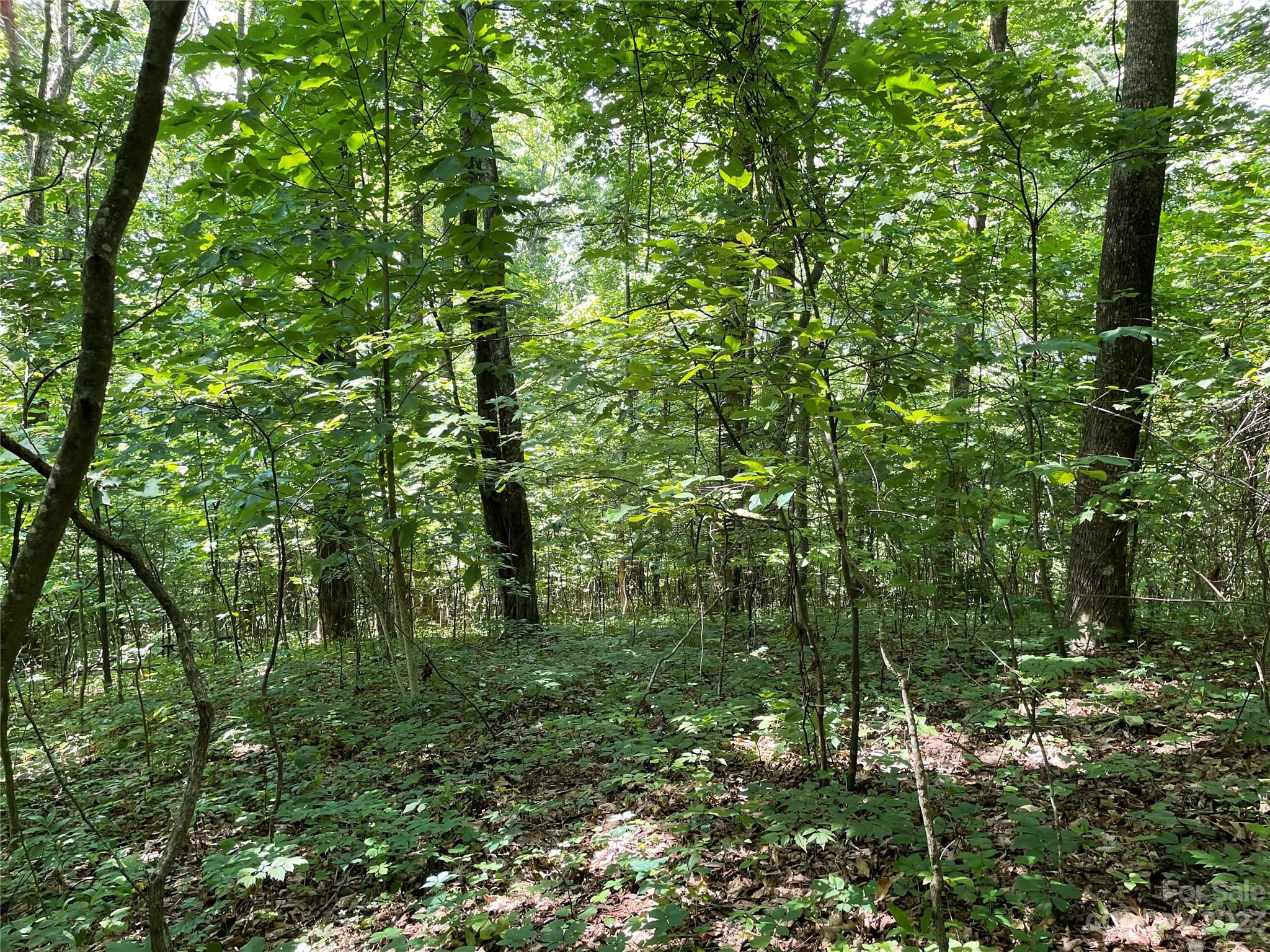 0 Old Mount Olivet Road Zirconia, NC 28790 - Photo 9 of 16 a view of a lush green forest