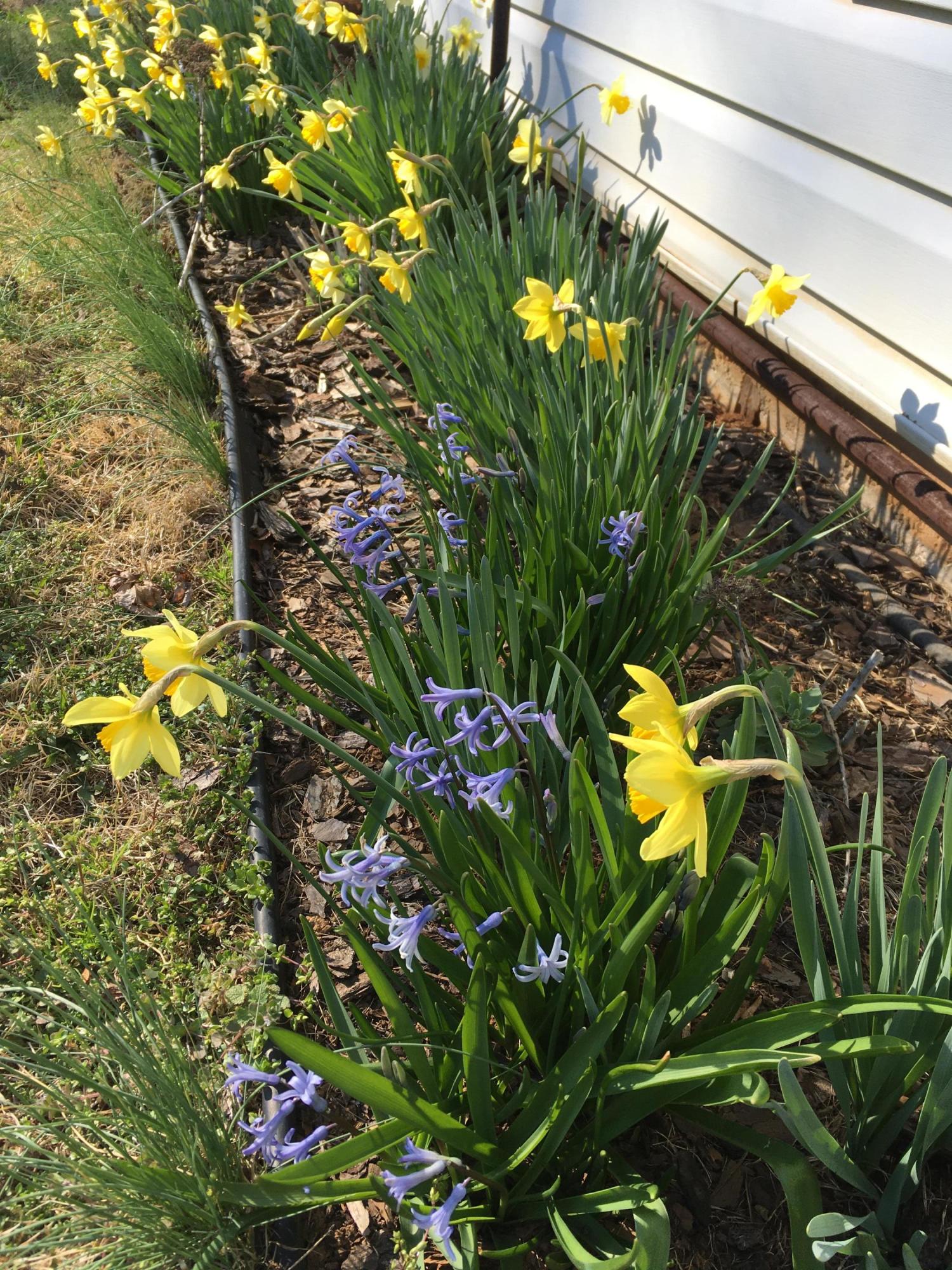 3415 Sprucewood Road Knoxville, TN 37921 - Photo 4 of 9 Side Spring Flowers