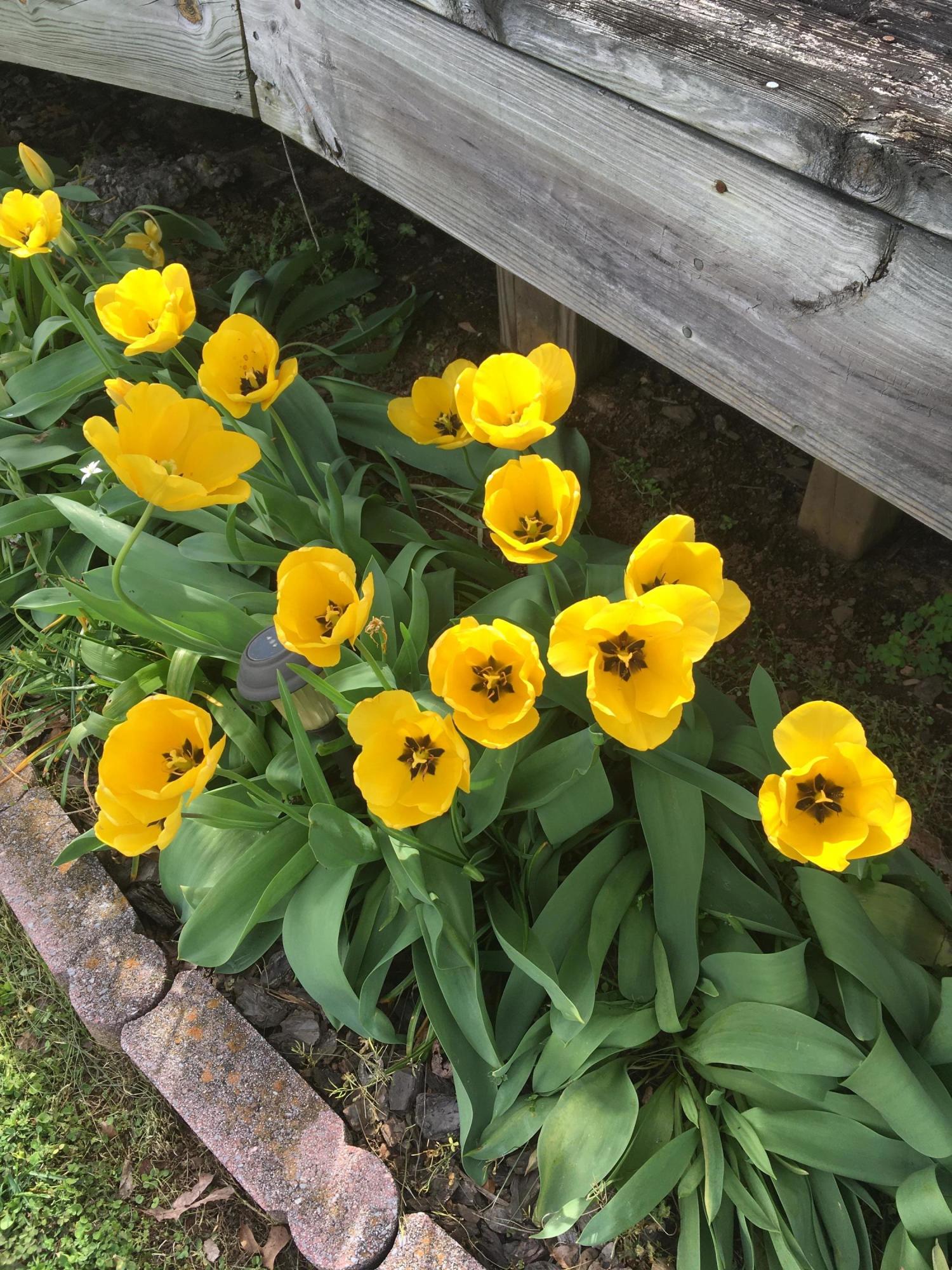 3415 Sprucewood Road Knoxville, TN 37921 - Photo 6 of 9 Front Spring Flowers