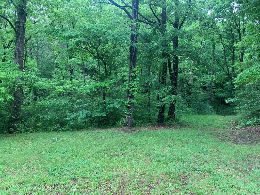 805 Bethabara Road Hayesville, NC 28904 - Photo 6 of 21