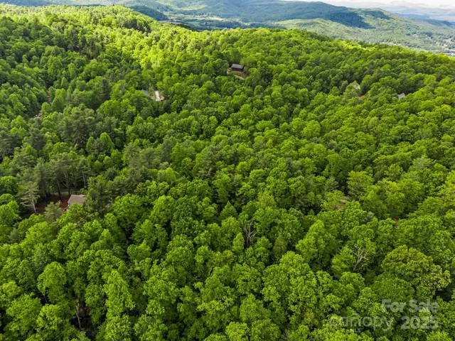 a view of a big yard with plants and large trees