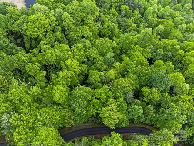 a view of a lush green forest with lots of trees