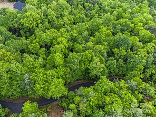 a view of a garden with plants