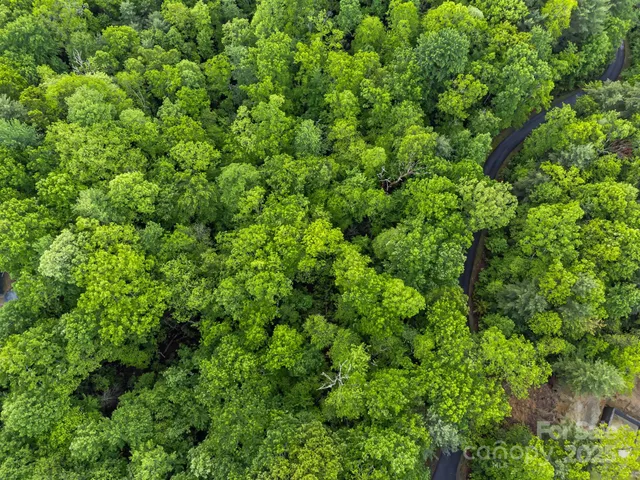 a view of a lush green forest with lots of trees