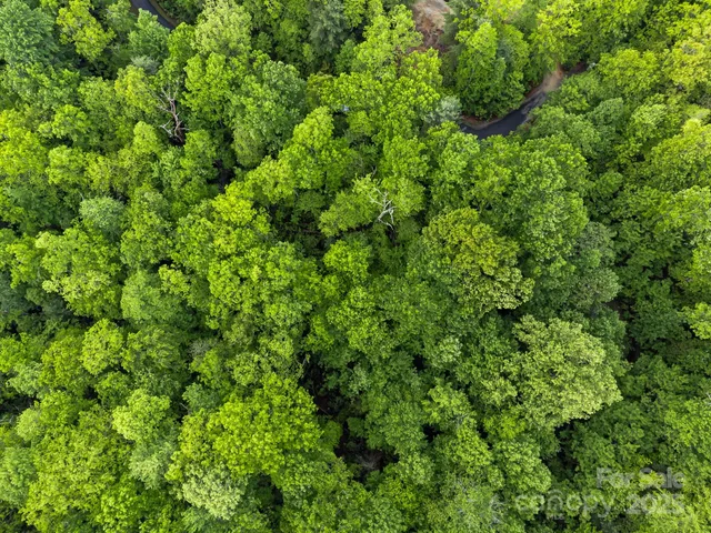 a view of a lush green forest