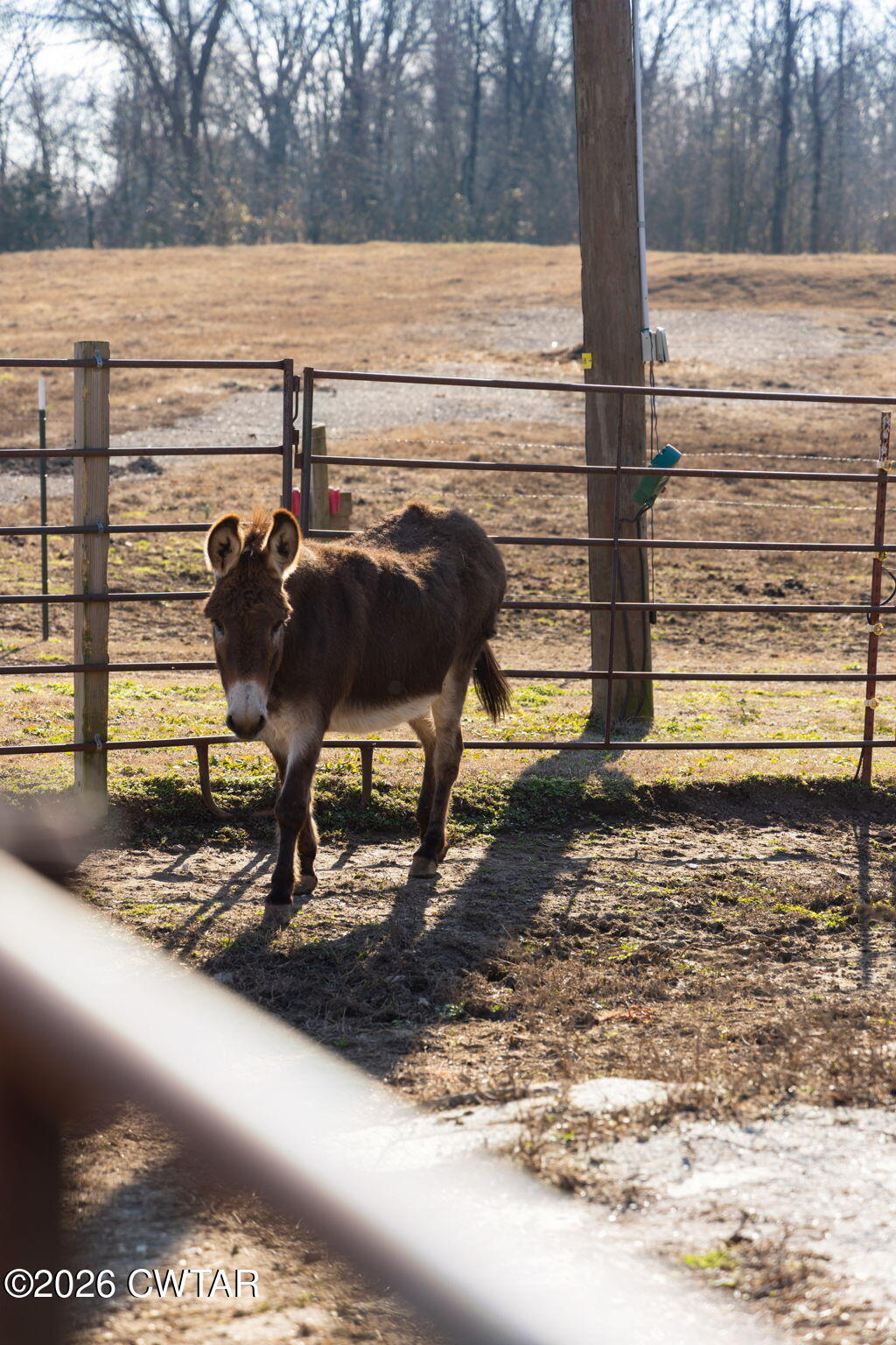 1039 Concord Road Gates, TN 38037 - Photo 97 of 152 97-web-or-mls-079A8805