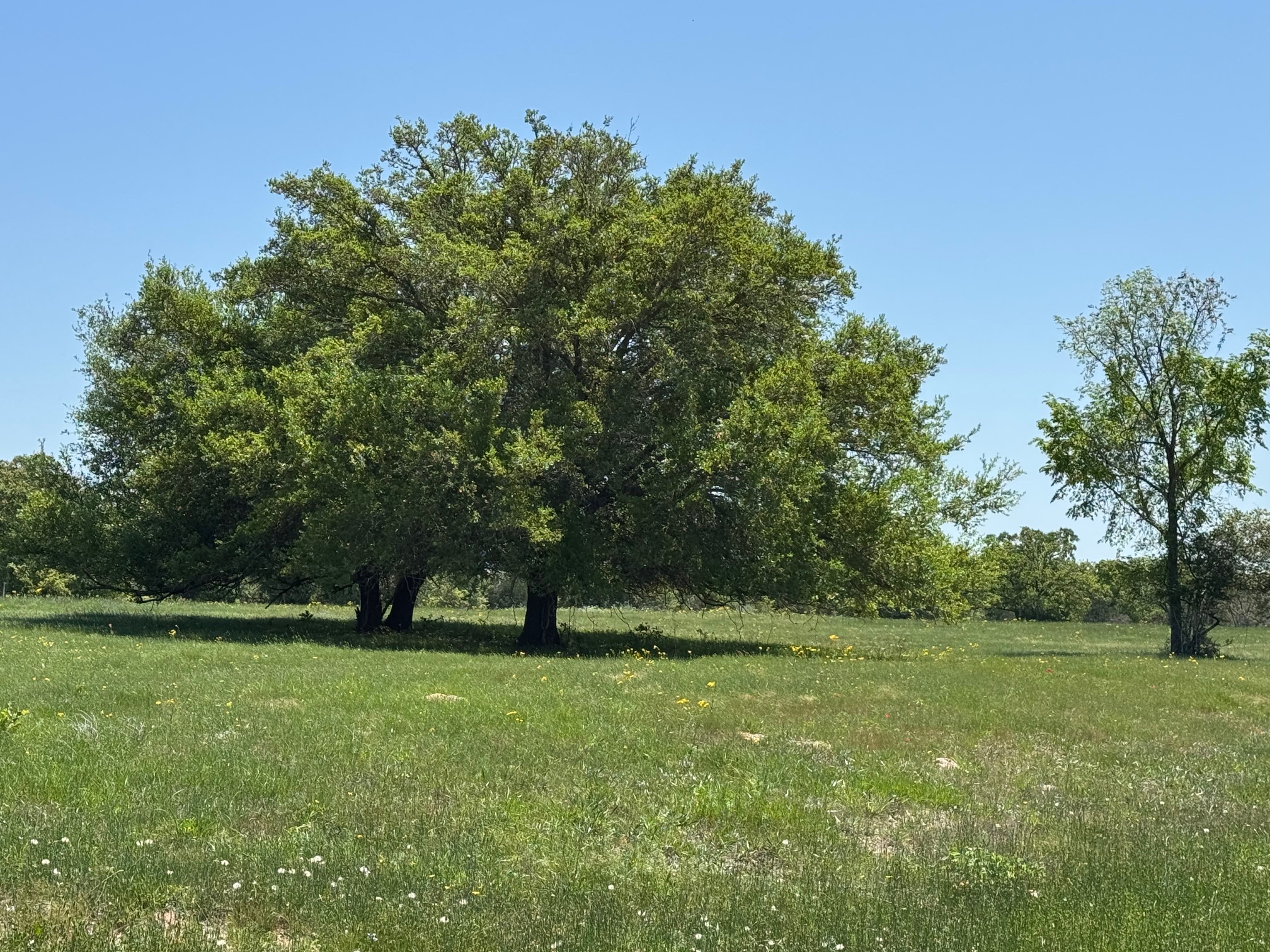 3817 Fm 154 Road Muldoon, TX 78949 - Photo 24 of 27 View of landscape