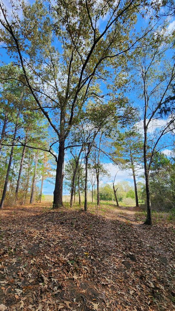 3-acres Lucy Grade Road Ashford, AL 36312 - Photo 6 of 18