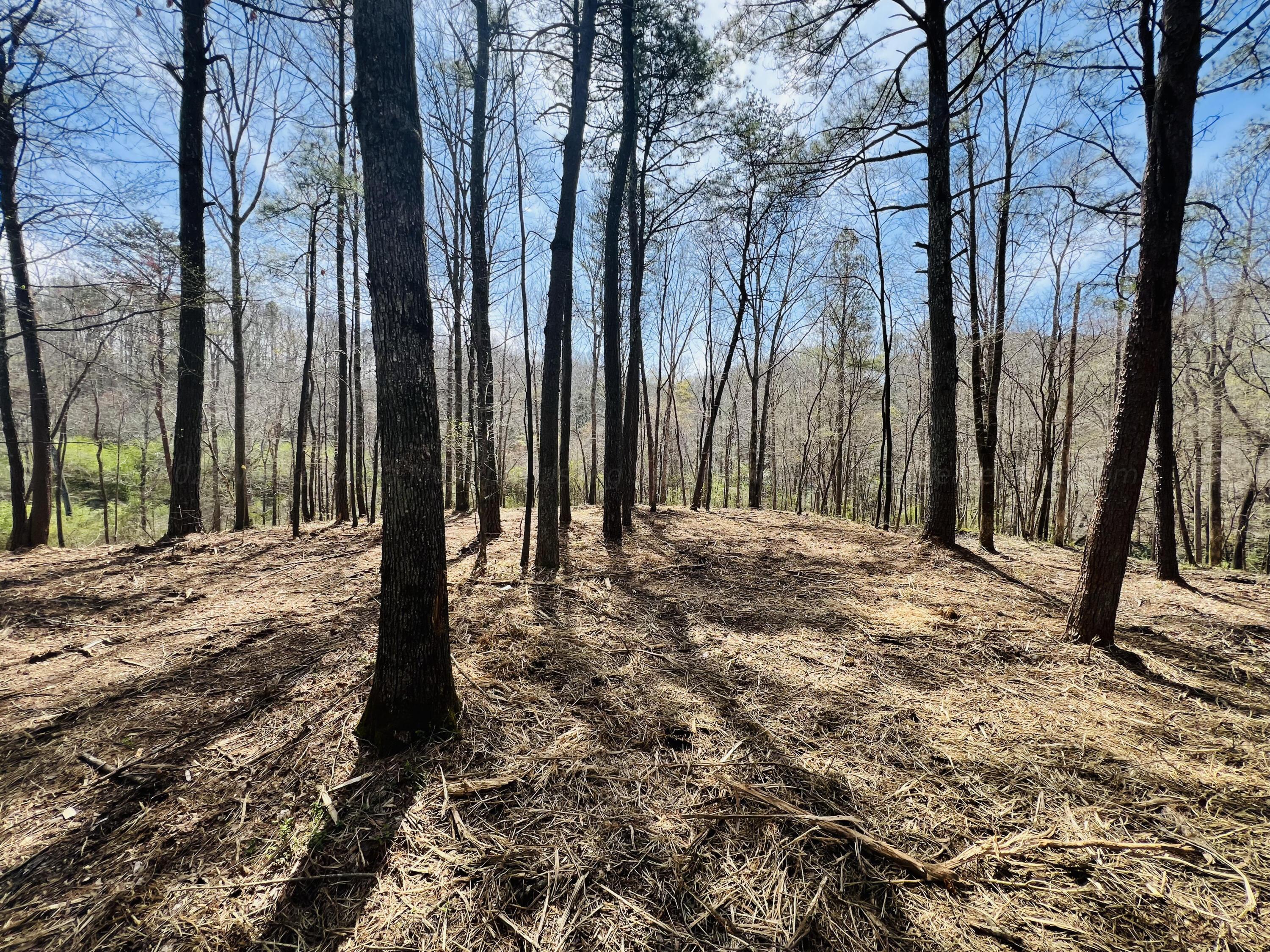 39 Co Road Addison, AL 35540 - Photo 30 of 32 Gallery Image 30