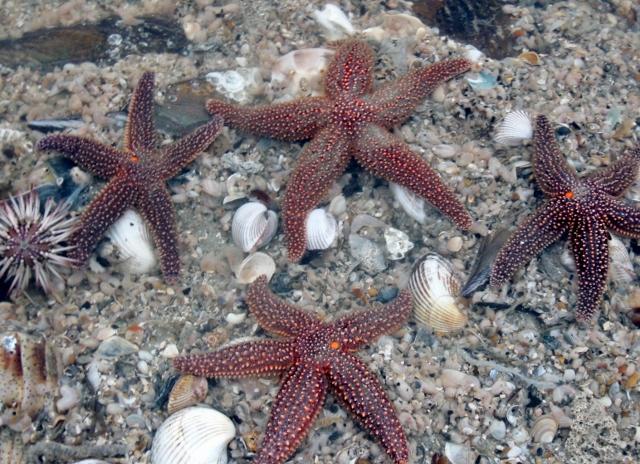 8250 Chisolm Plantation Road Edisto Island, SC 29438 - Photo 22 of 27 group of starfish