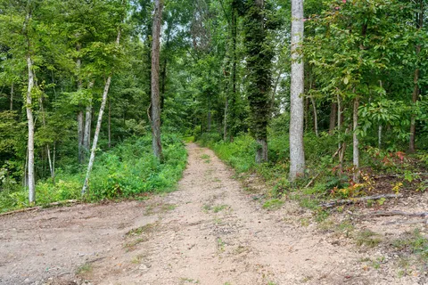 a view of a forest filled with trees