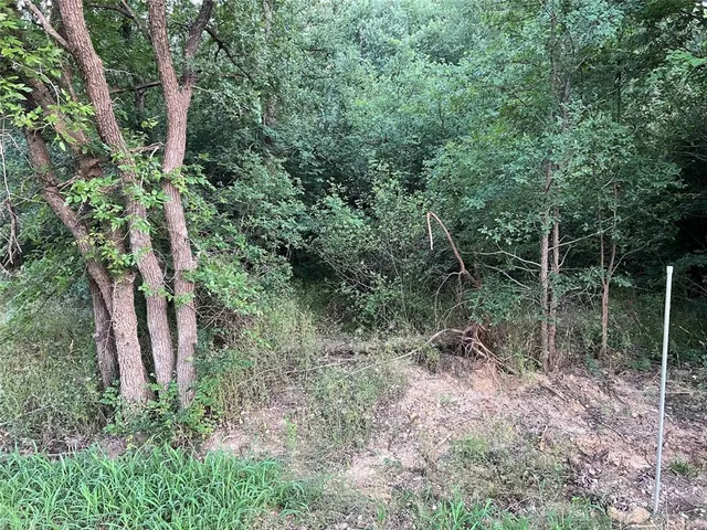 a view of a lush green forest with lots of trees