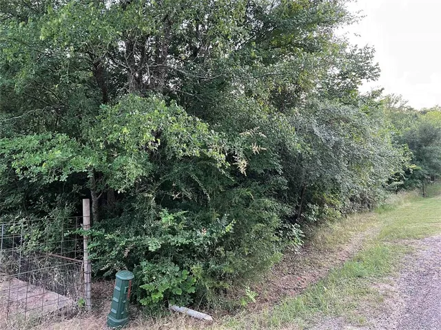 a view of a lush green forest