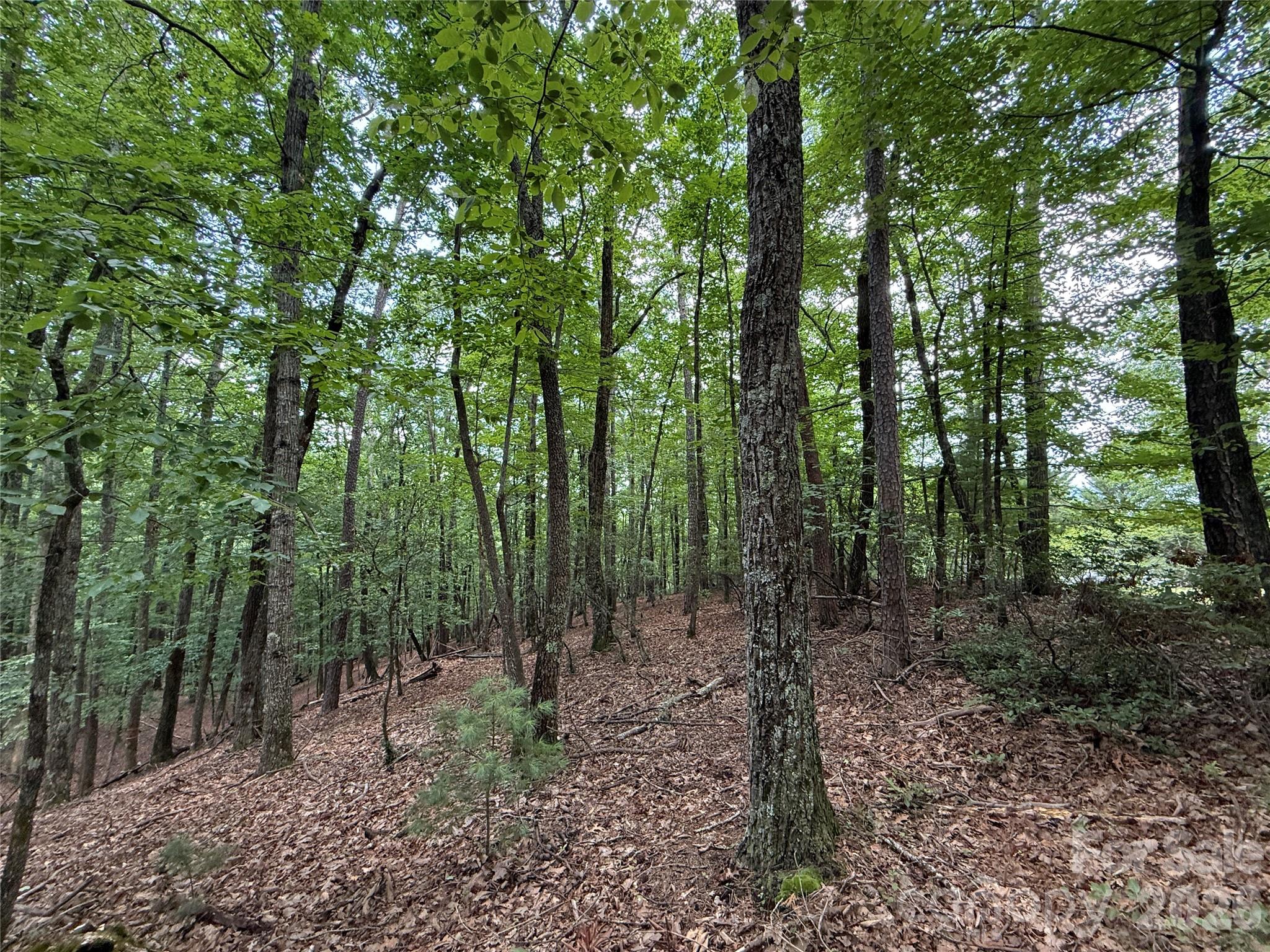 Tbd Pine Burr Drive, Unit 139 Purlear, NC 28665 - Photo 11 of 37 a view of forest