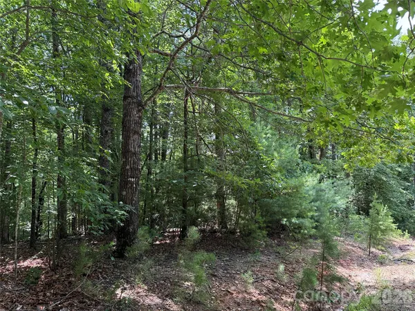 a view of a forest that has large trees