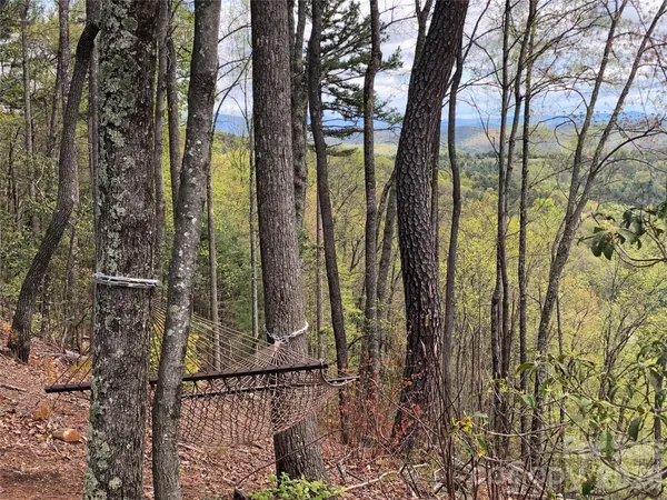 a view of a forest from a tree