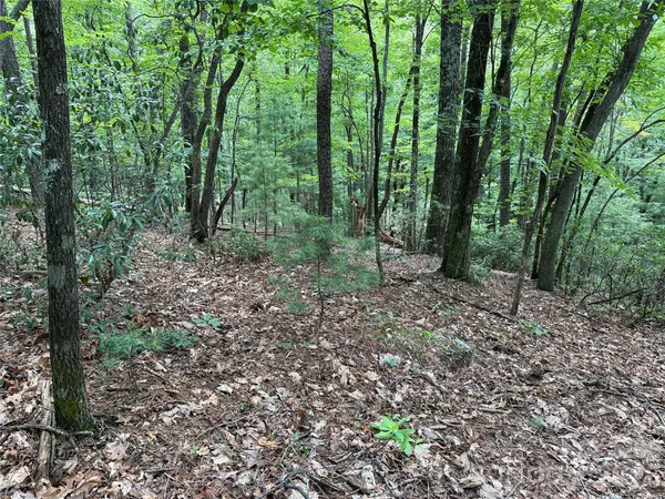a view of a forest that has large trees
