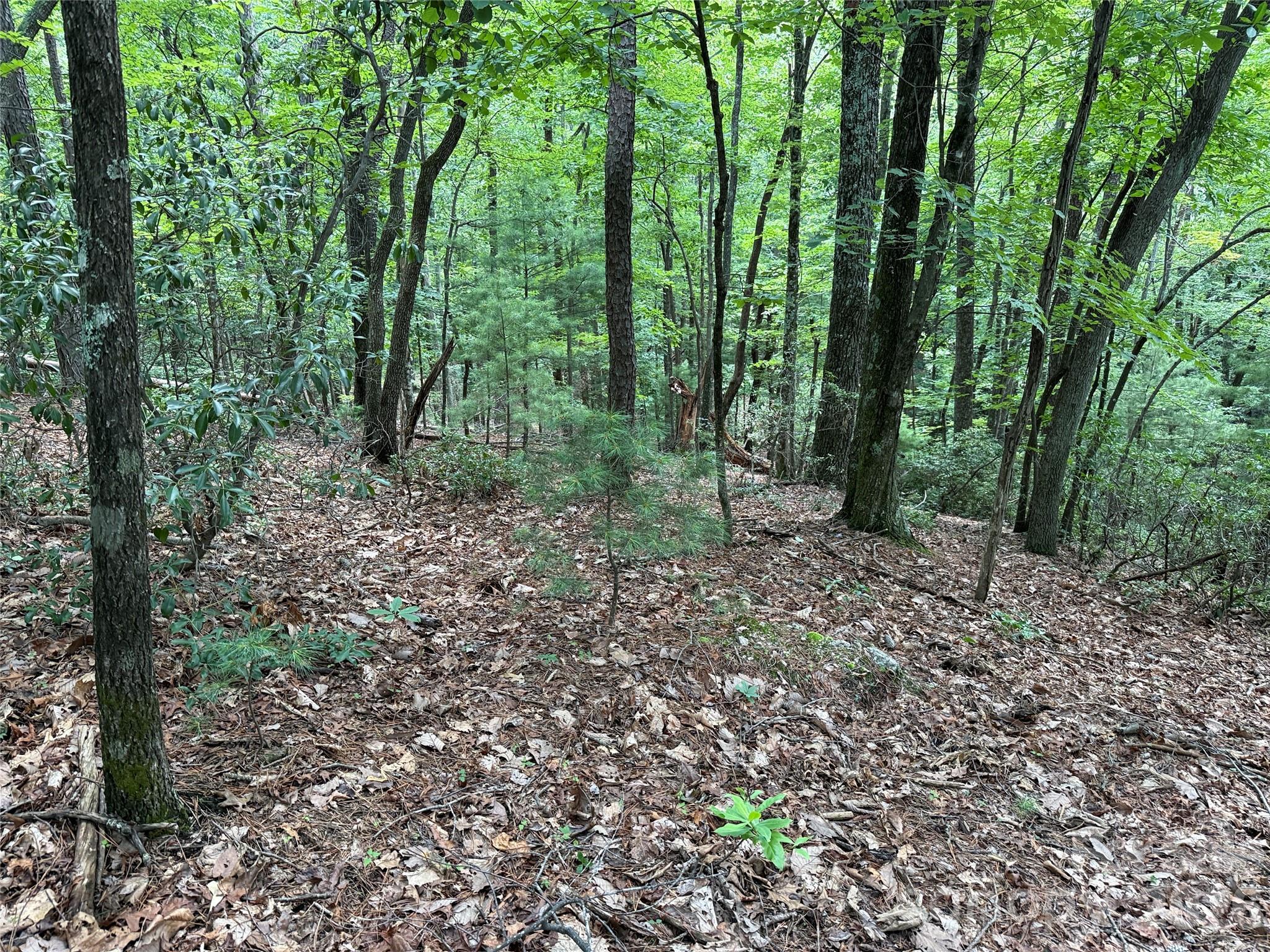 Tbd Pine Burr Drive, Unit 139 Purlear, NC 28665 - Photo 8 of 37 a view of a forest that has large trees