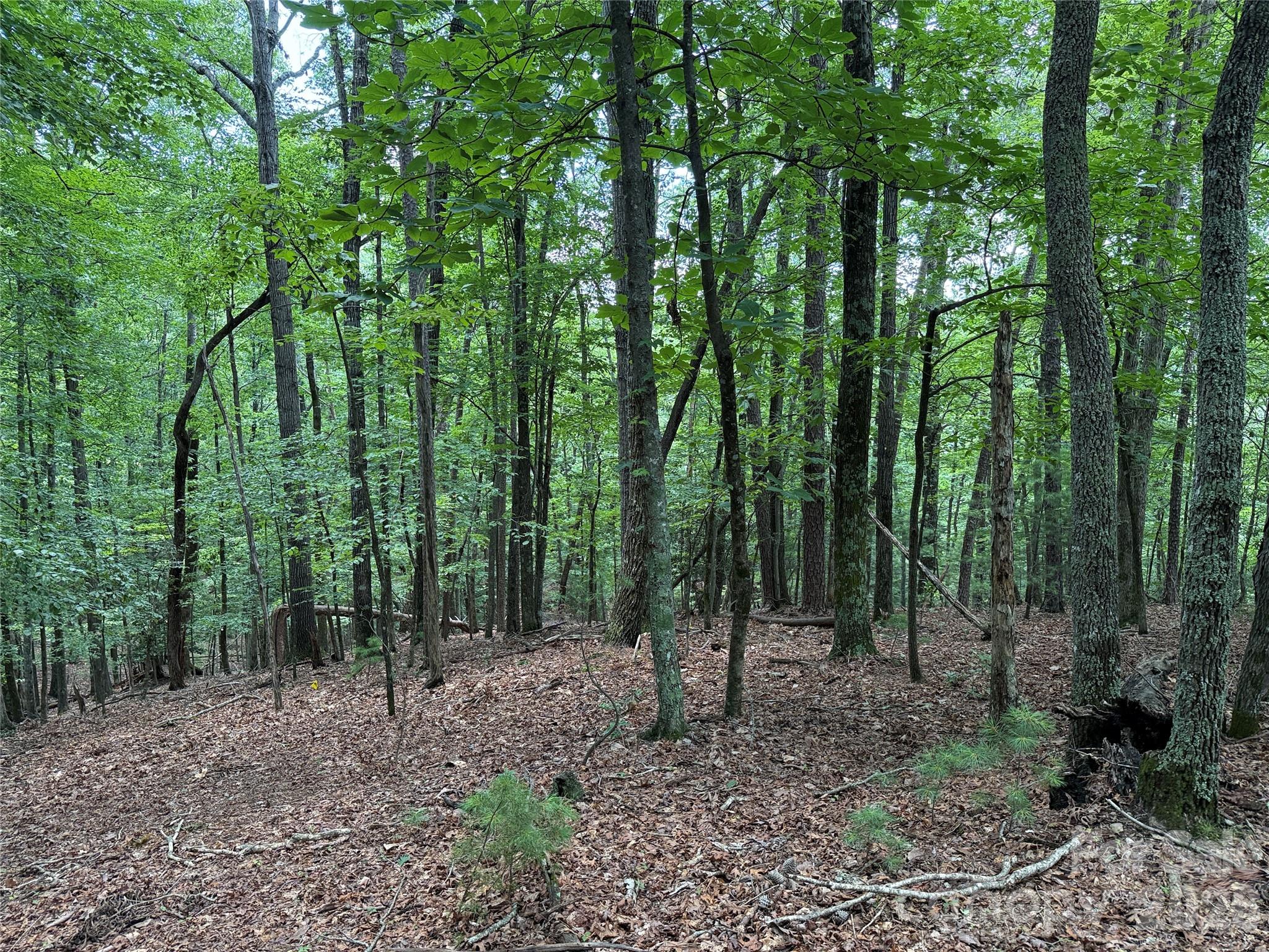 Tbd Pine Burr Drive, Unit 139 Purlear, NC 28665 - Photo 9 of 37 a view of outdoor space and green space