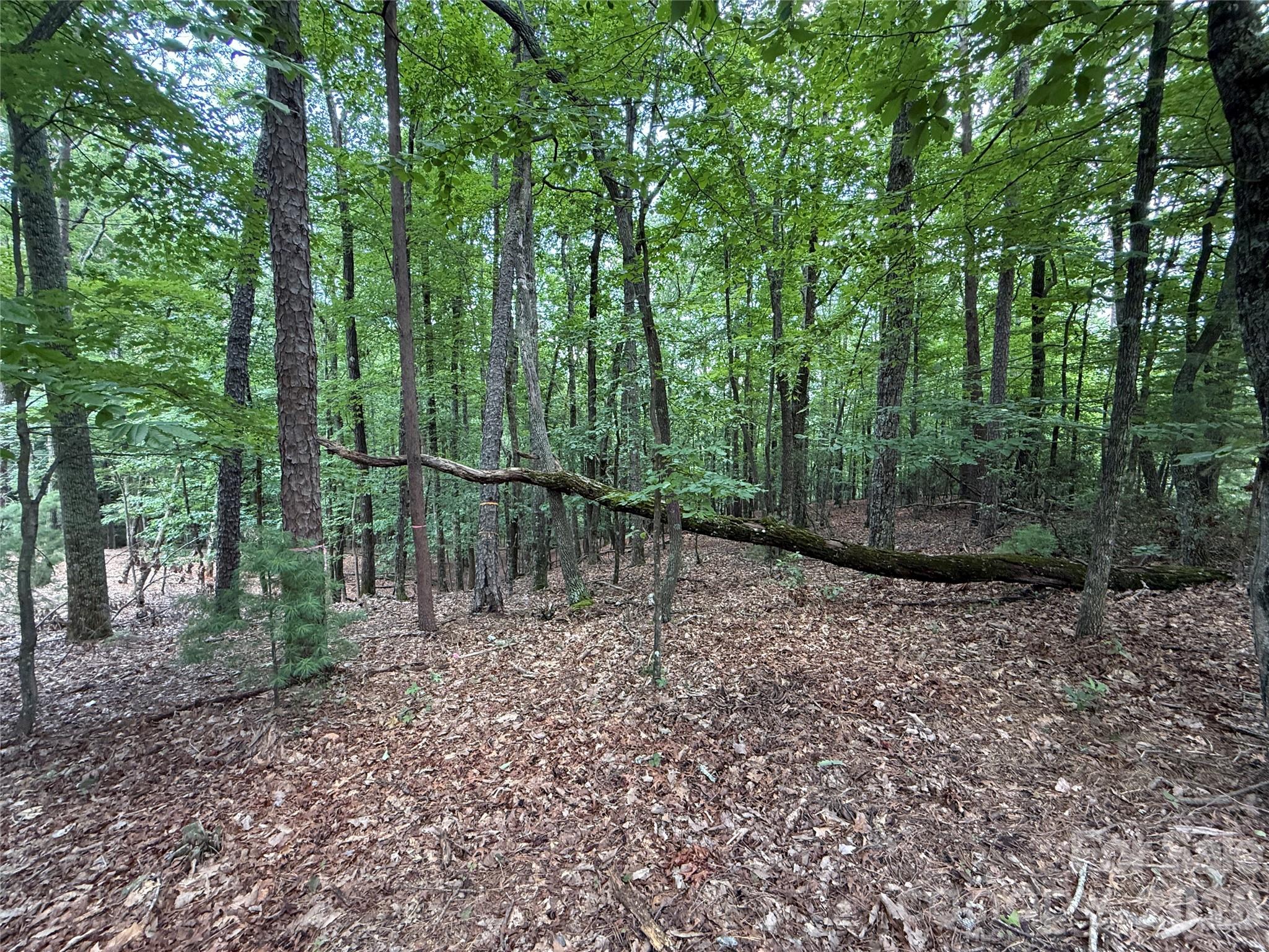 Tbd Pine Burr Drive, Unit 139 Purlear, NC 28665 - Photo 10 of 37 a view of a forest with trees in the background