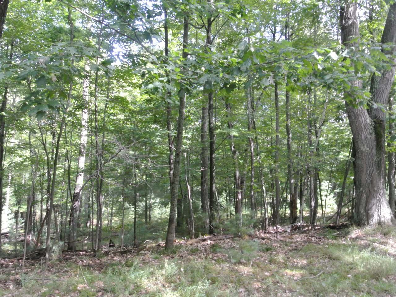 On Morey Road Eagle River, WI 54521 - Photo 3 of 3 Gallery Image 3