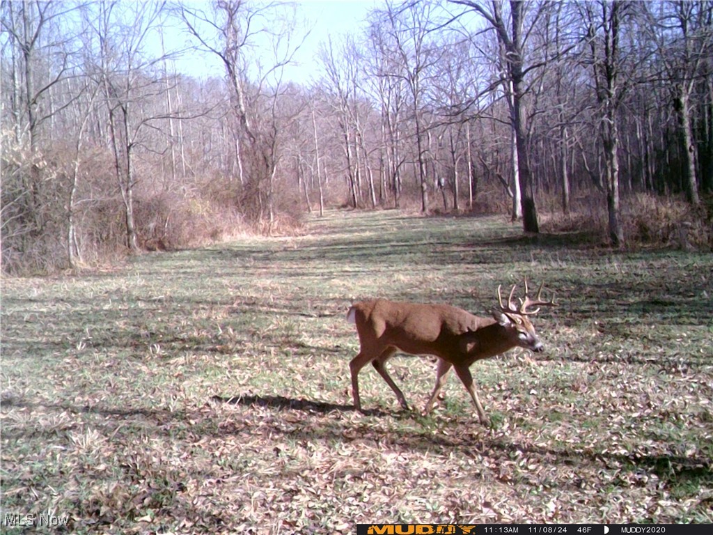 35620 Egypt North Road Barnesville, OH 43713 - Photo 37 of 41 Trail Cam pictures of wildlife on property