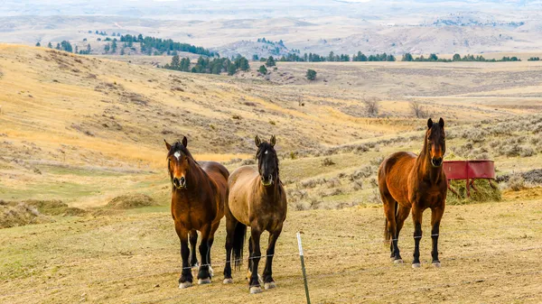$975,000 | 5 Chinook Drive, Sheridan, WY 82801