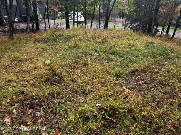 a view of yard with trees