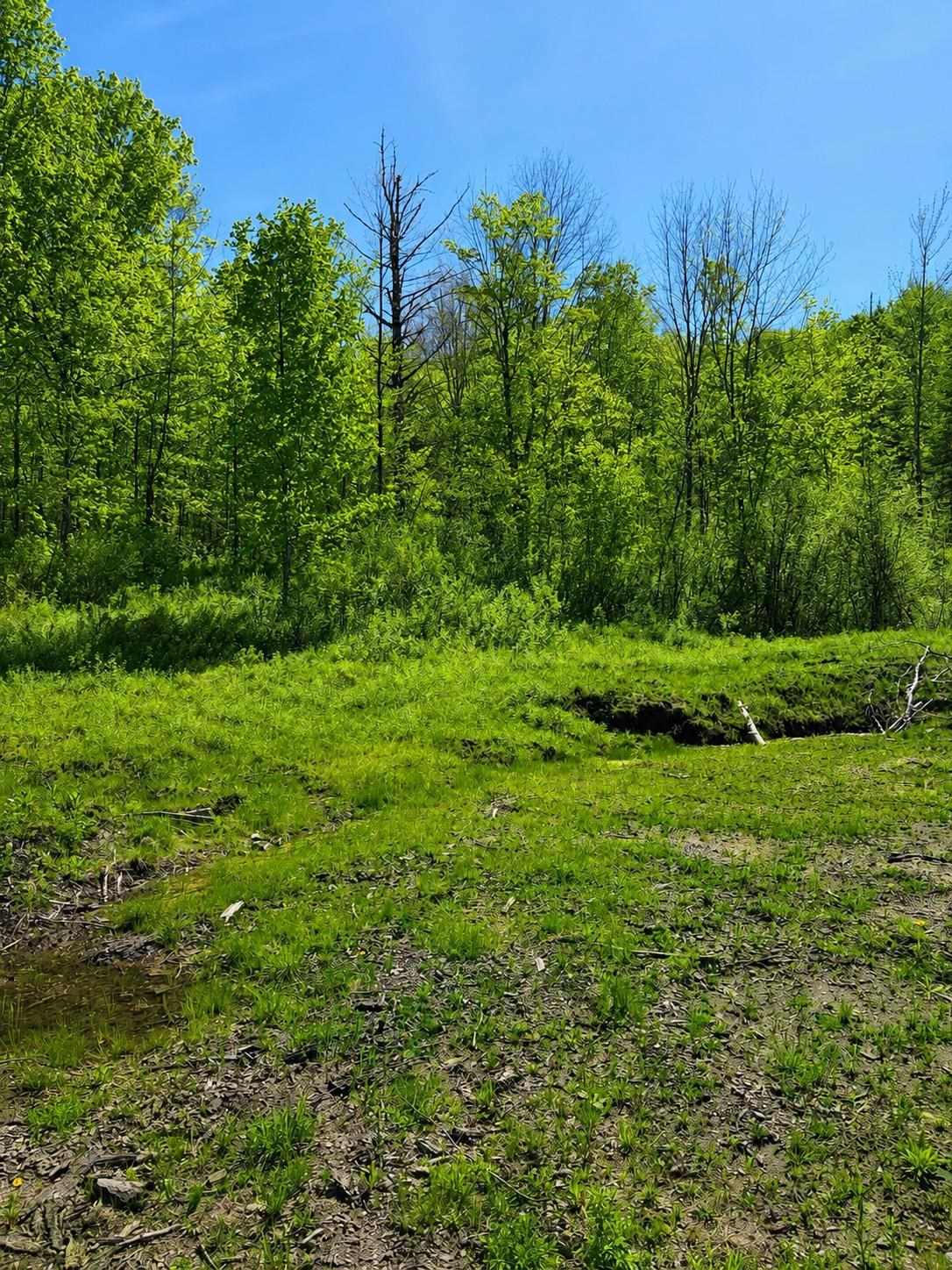 0 Blake Hill Road Cabot, VT 05647 - Photo 1 of 5