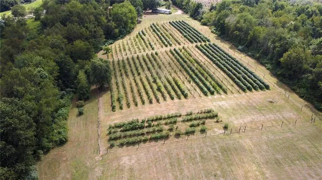 a view of a yard with plants