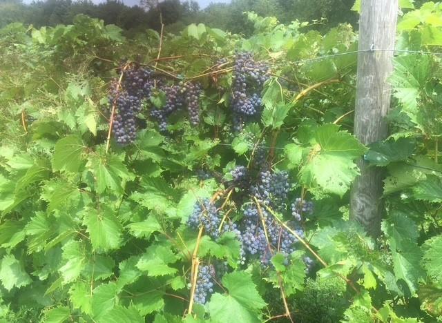 115 Dreher Farm Lane Butler, PA 16002 - Photo 37 of 48 a backyard of a building