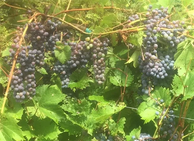 a view of a bunch of flowers and fruits