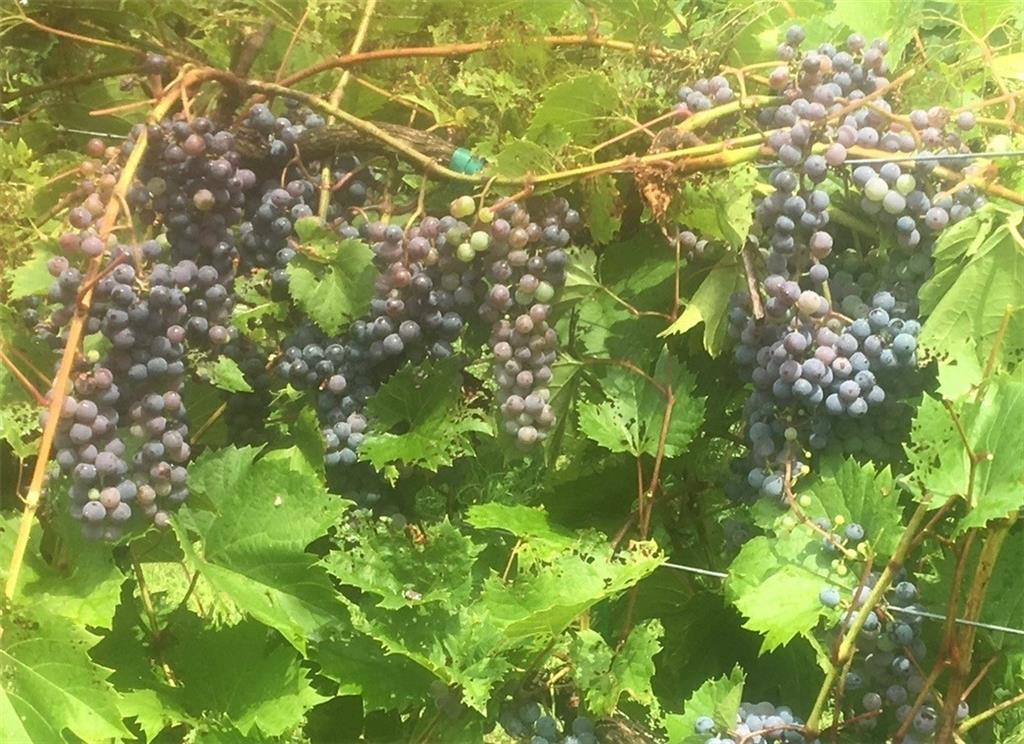 115 Dreher Farm Lane Butler, PA 16002 - Photo 38 of 48