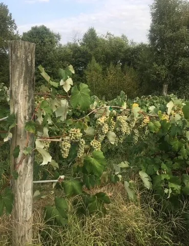 a backyard of a house with lots of green space