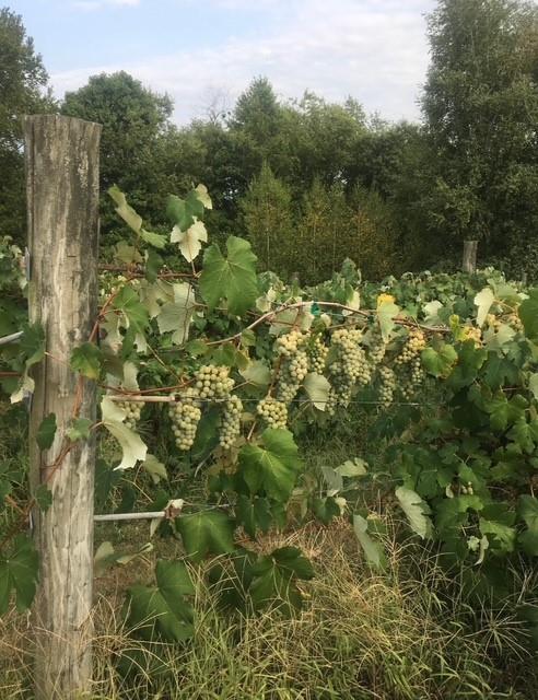 115 Dreher Farm Lane Butler, PA 16002 - Photo 39 of 48 a view of a lake