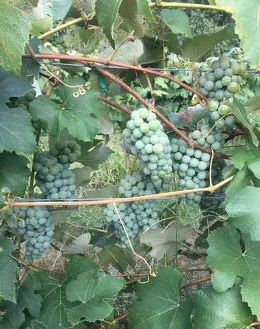 a bunch of flowers in bunch