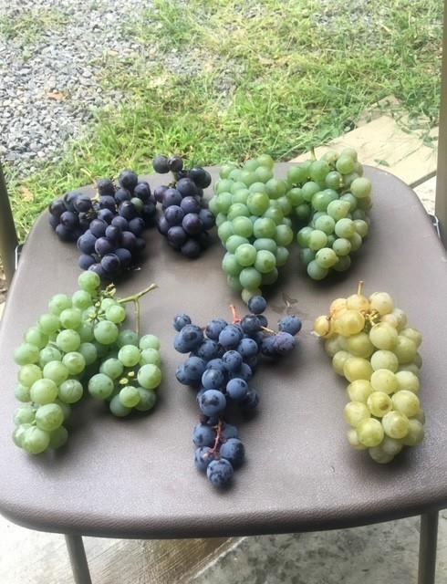 115 Dreher Farm Lane Butler, PA 16002 - Photo 41 of 48 a view of a bunch of flowers and fruits