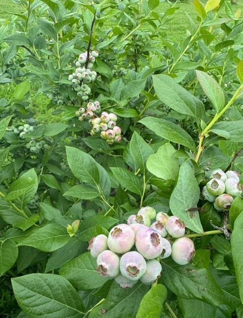 115 Dreher Farm Lane Butler, PA 16002 - Photo 43 of 48 a bunch of flowers in bunch