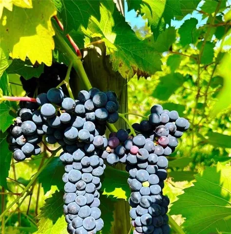 $1,200,000 | 115 Dreher Farm Lane, Butler, PA 16002