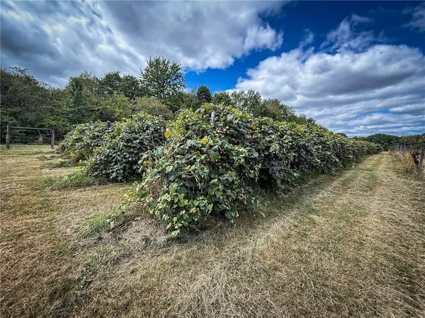a view of a bunch of trees and bushes