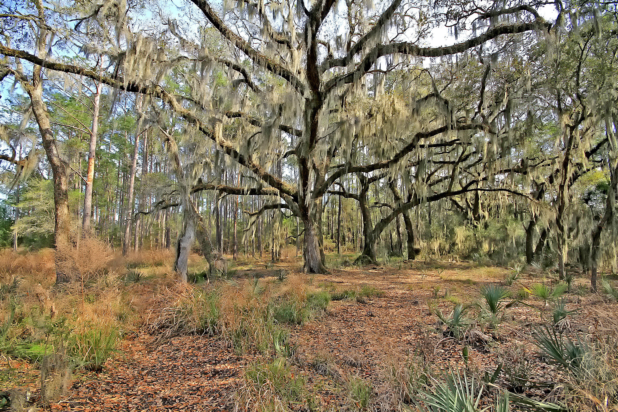 8040 White Point Road Hollywood, SC 29449 - Photo 22 of 49 Incredible Trees