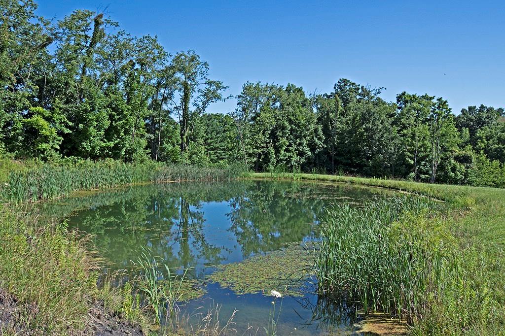 104 Rea Road Avella, PA 15312 - Photo 25 of 25 SERENITY POND NEAR THE BARN WITH AMPHIBIOUS FRIENDS PROVIDING AN EVENING SERENADE!