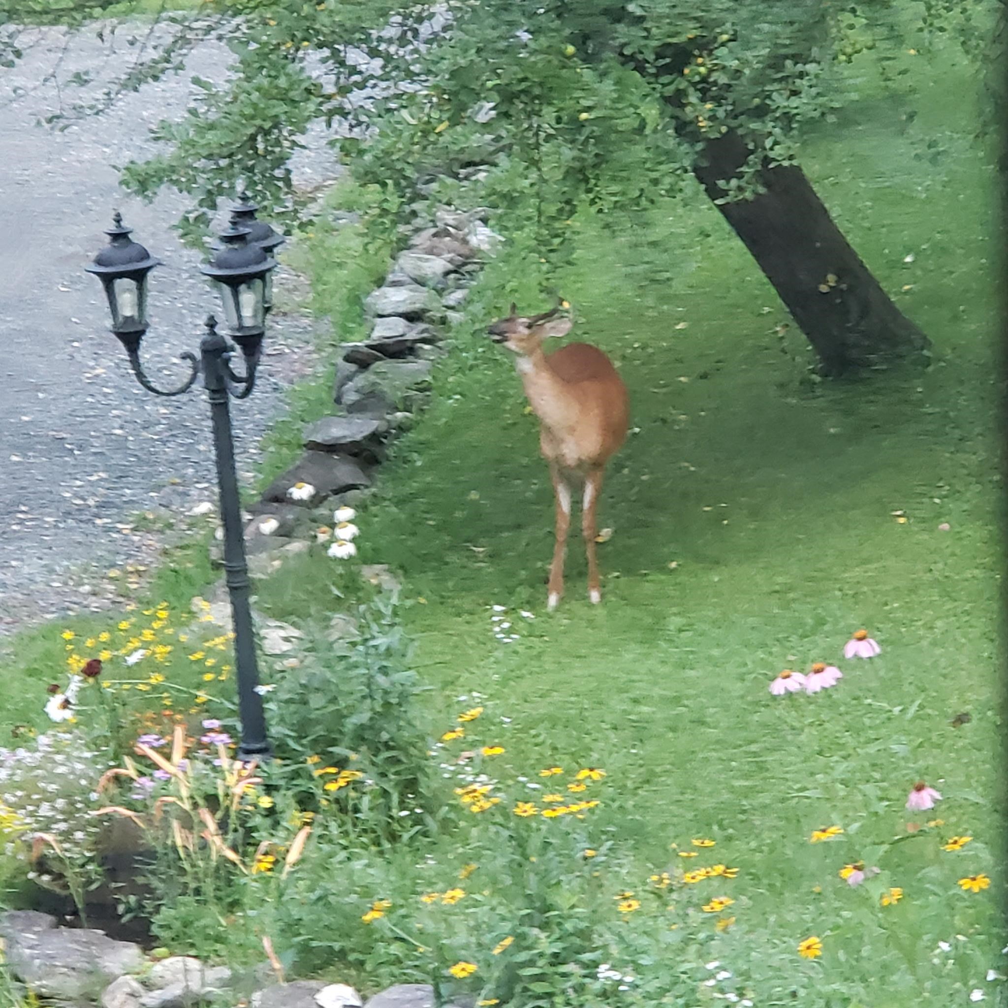 118 N Road Sunapee, NH 03782 - Photo 34 of 35