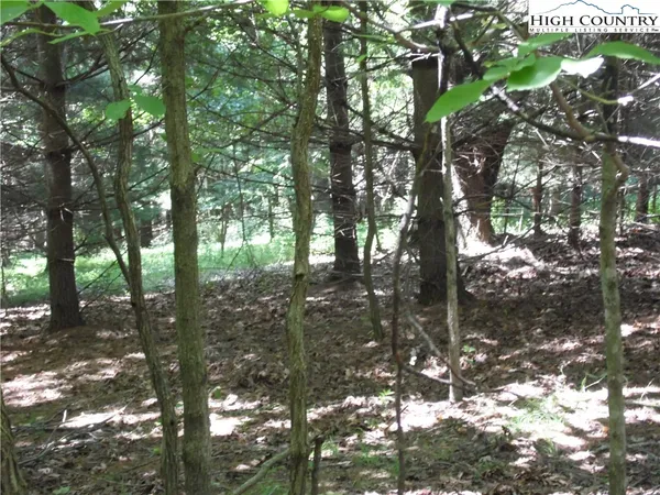 a view of tree