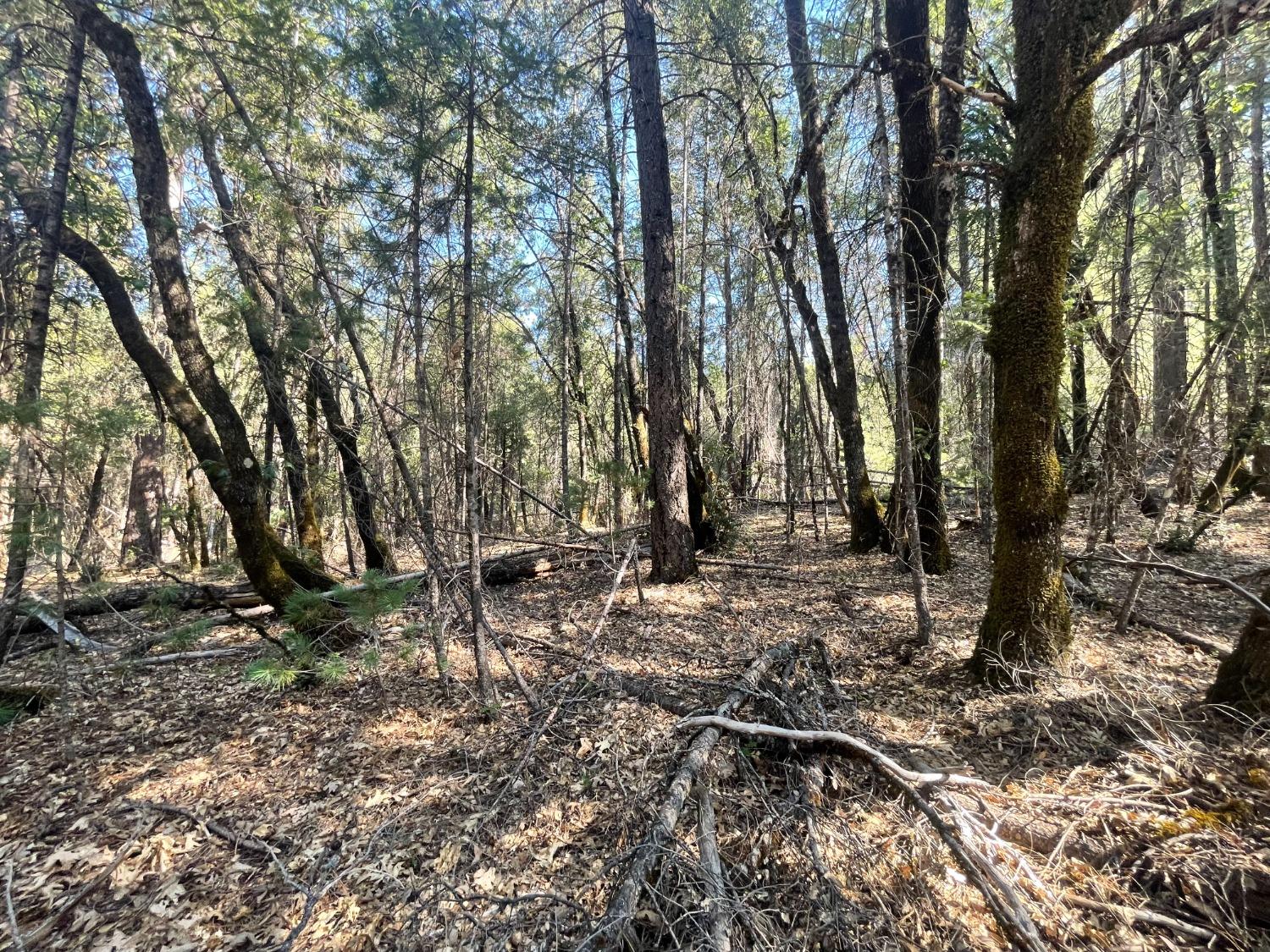 0 Belle Star Road Grass Valley, CA 95945 - Photo 11 of 14