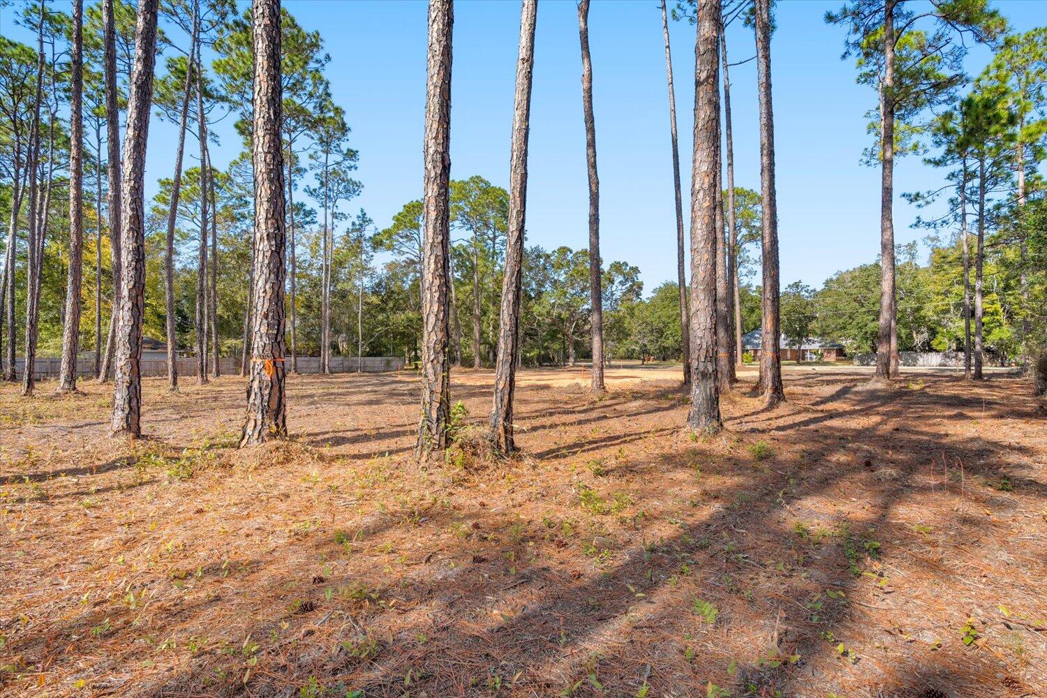 6455 Hammock Trace Milton, FL 32583 - Photo 8 of 20 a view of tall trees
