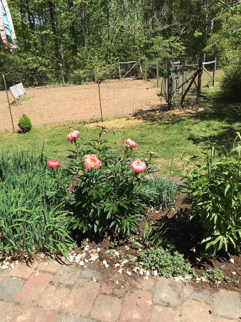 2501 Whitehead Road Keysville, VA 23947 - Photo 29 of 82 Gallery Image 29