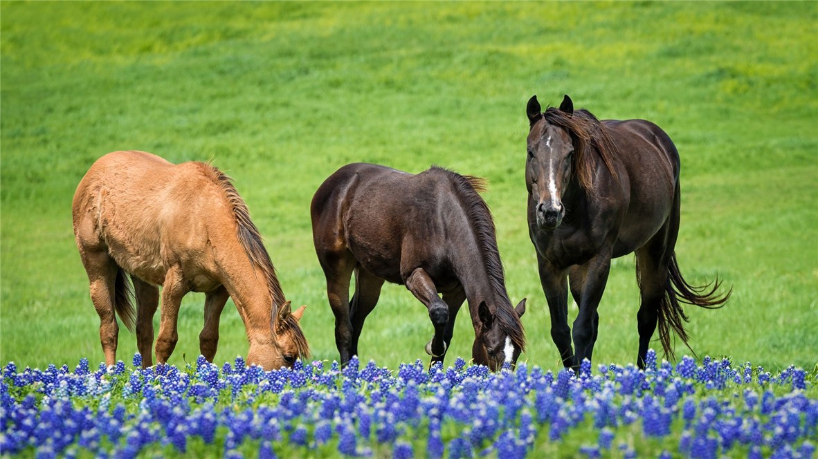 6642 Garhole View Lane Bryan, TX 77808 - Photo 5 of 10 a view of two chairs and table in a yard