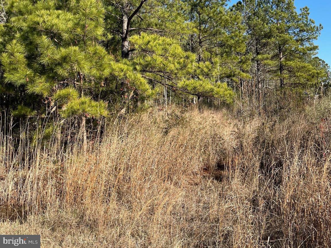 5219 Heron Boulevard Cambridge, MD 21613 - Photo 7 of 8 a view of a yard with a tree